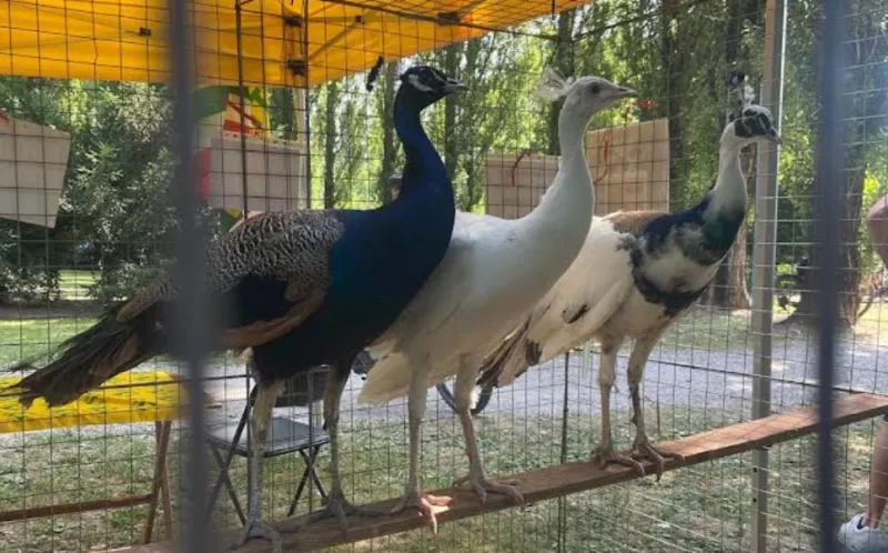 Fiera dell'Agricoltura